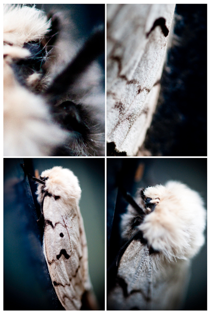 hairy moth