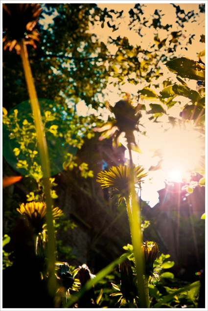 taraxacum officinalis