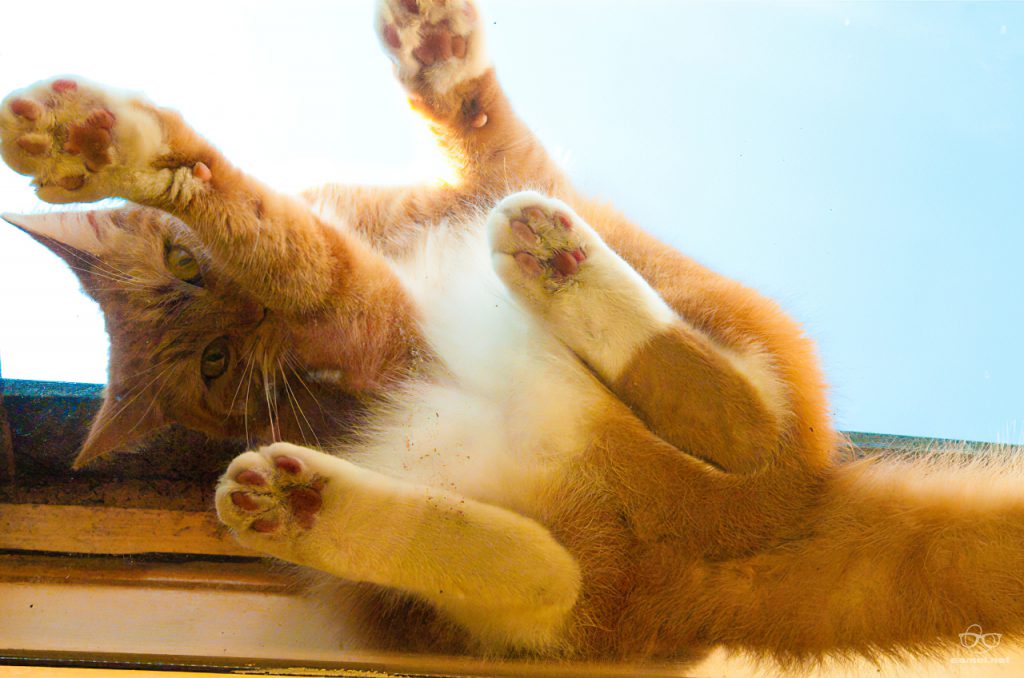 Cat on a hot tin dakraam