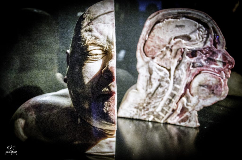 Body Worlds & The Cycle of Life