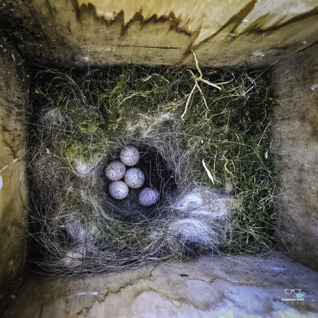 –| Vroegtijdig Verweesd |–