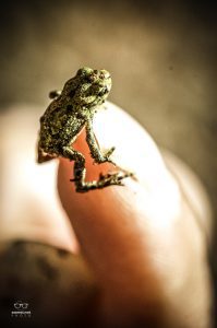 frog_06_jul_2009-8