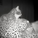 Stapelbed